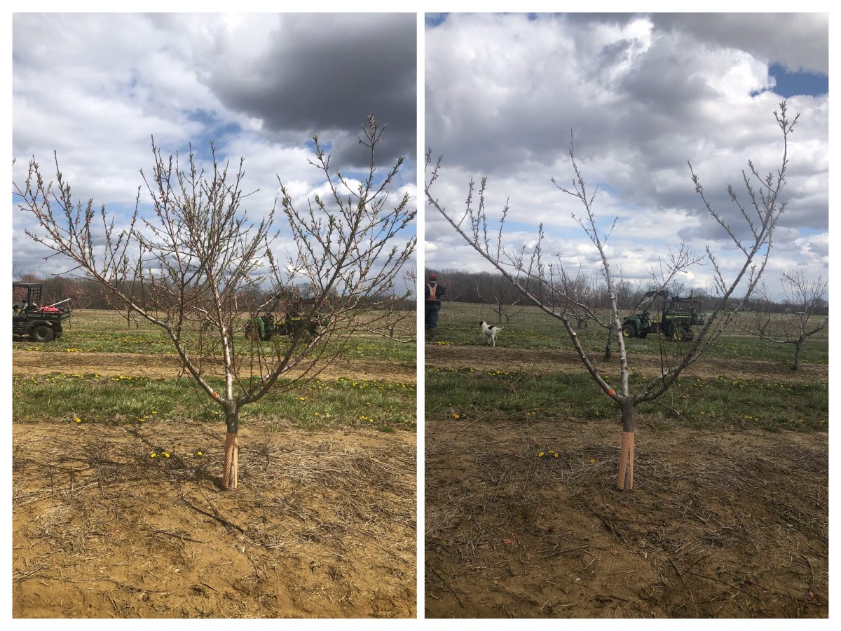 Peach pruning